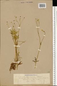 Ranunculus acris L., Eastern Europe, Central region (E4) (Russia)