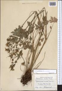 Geranium pratense L., Middle Asia, Pamir & Pamiro-Alai (M2) (Uzbekistan)