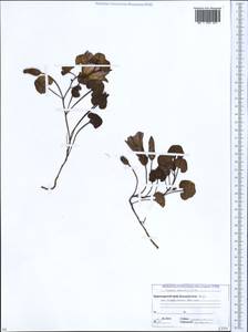 Calystegia soldanella (L.) R. Br., Caucasus, Abkhazia (K4a) (Abkhazia)