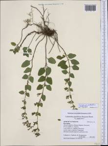 Clinopodium menthifolium, Western Europe (EUR) (Bulgaria)