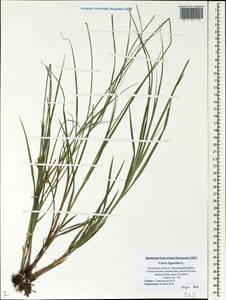 Carex leporina L., Eastern Europe, North-Western region (E2) (Russia)