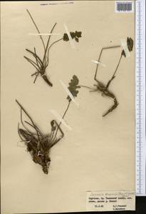 Semenovia dasycarpa (Regel & Schmalh.) Korovin ex Pimenov & V. N. Tikhom., Middle Asia, Western Tian Shan & Karatau (M3) (Kyrgyzstan)