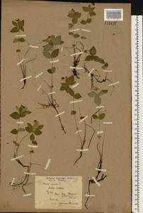 Cornus suecica L., Eastern Europe, Northern region (E1) (Russia)