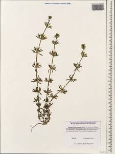 Galium tricornutum Dandy, Caucasus, Azerbaijan (K6) (Azerbaijan)