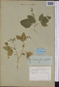Rivina humilis L., America (AMER) (Not classified)