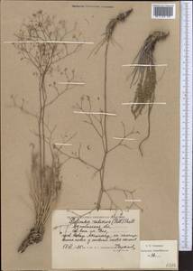 Palimbia rediviva (Pall.) Thell., Middle Asia, Caspian Ustyurt & Northern Aralia (M8) (Kazakhstan)