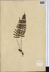 Polypodium vulgare L., Western Europe (EUR) (Not classified)