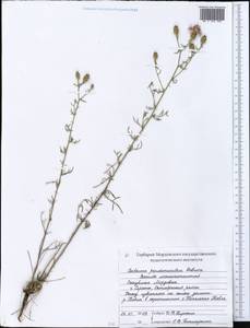 Centaurea pseudomaculosa Dobrocz, Eastern Europe, Middle Volga region (E8) (Russia)