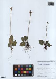 Primula cortusoides L., Siberia, Altai & Sayany Mountains (S2) (Russia)