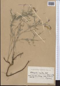 Astragalus varius S.G.Gmel., Middle Asia, Caspian Ustyurt & Northern Aralia (M8) (Kazakhstan)