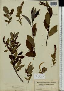 Salix triandra L., Eastern Europe, Moscow region (E4a) (Russia)
