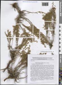 Artemisia pauciflora Weber, Eastern Europe, Eastern region (E10) (Russia)