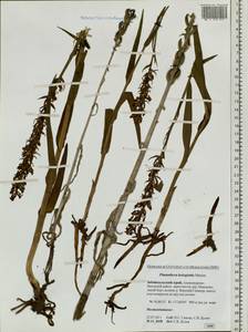 Platanthera hologlottis Maxim., Siberia, Baikal & Transbaikal region (S4) (Russia)