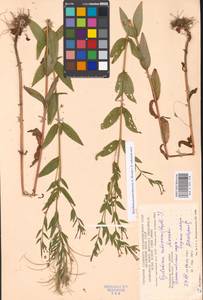 Epilobium pseudorubescens A. K. Skvortsov, Eastern Europe, Moscow region (E4a) (Russia)