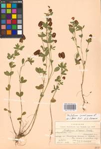 Trifolium spadiceum L., Eastern Europe, Moscow region (E4a) (Russia)