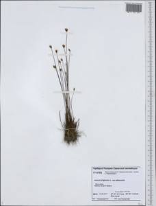 Juncus albescens (Lange) Fern., Siberia, Western Siberia (S1) (Russia)