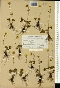 Ranunculus breyninus Crantz, Caucasus, Armenia (K5) (Armenia)