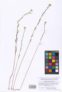 Erysimum odoratum Ehrh., Eastern Europe, Moscow region (E4a) (Russia)