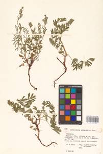 Sibbaldianthe orientalis (Soják) Mosyakin & Shiyan, Eastern Europe, Belarus (E3a) (Belarus)