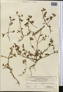 Portulaca oleracea L., Middle Asia, Western Tian Shan & Karatau (M3) (Kazakhstan)