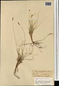 Carex stenophylla subsp. stenophylloides (V.I.Krecz.) T.V.Egorova, Mongolia (MONG) (Mongolia)