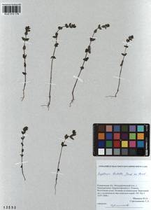 Euphrasia hirtella Jordan ex Reuter, Siberia, Altai & Sayany Mountains (S2) (Russia)
