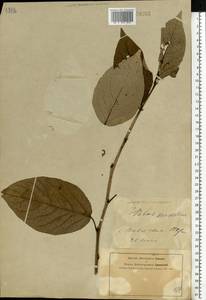 Populus suaveolens Fisch., Eastern Europe, Central forest-and-steppe region (E6) (Russia)