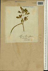 Trigonella foenum-graecum L., South Asia, South Asia (Asia outside ex-Soviet states and Mongolia) (ASIA) (Not classified)