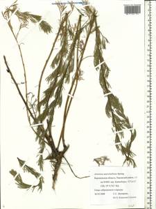 Artemisia marschalliana Spreng., Eastern Europe, Central forest-and-steppe region (E6) (Russia)