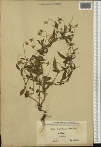 Viola tricolor subsp. macedonica (Boiss. & Heldr.) A. Schmidt, Western Europe (EUR) (Serbia)