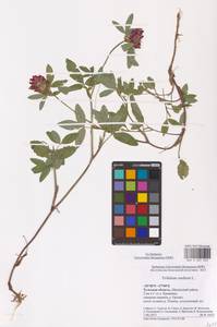 Trifolium medium L., Eastern Europe, Central region (E4) (Russia)