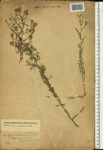 Centaurea arenaria M. Bieb. ex Willd., Eastern Europe, North Ukrainian region (E11) (Ukraine)
