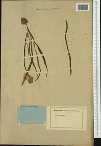 Hyacinthoides non-scripta (L.) Chouard ex Rothm., Western Europe (EUR) (Not classified)