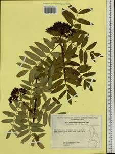 Sorbus aucuparia subsp. glabrata (Wimm. & Grab.) Hedl., Siberia, Chukotka & Kamchatka (S7) (Russia)