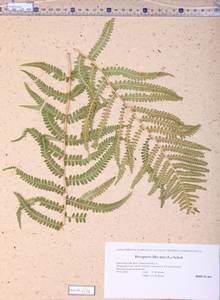 Dryopteris filix-mas (L.) Schott, Siberia, Altai & Sayany Mountains (S2) (Russia)