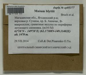 Mnium blyttii Bruch & Schimp., Bryophytes, Bryophytes - Chukotka & Kamchatka (B21) (Russia)