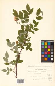 Rosa acicularis Lindl., Siberia, Chukotka & Kamchatka (S7) (Russia)