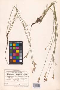 Dianthus borbasii Vandas, Eastern Europe, South Ukrainian region (E12) (Ukraine)