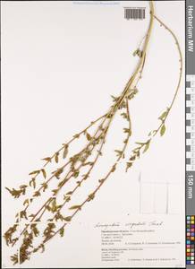 Chenopodium acuminatum Willd., Eastern Europe, Eastern region (E10) (Russia)