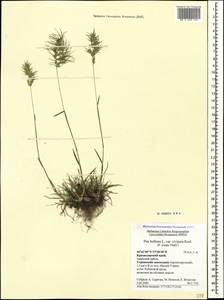 Poa bulbosa L., Caucasus, Krasnodar Krai & Adygea (K1a) (Russia)