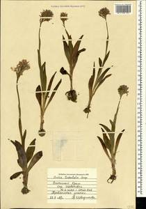 Neotinea tridentata (Scop.) R.M.Bateman, Pridgeon & M.W.Chase, Crimea (KRYM) (Russia)