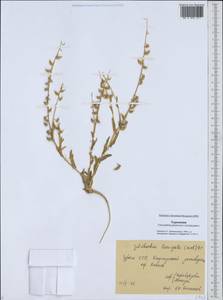 Goldbachia laevigata (M.Bieb.) DC., Middle Asia, Karakum (M6) (Turkmenistan)