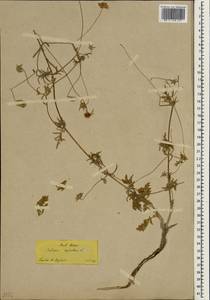 Lomelosia argentea (L.) Greuter & Burdet, South Asia, South Asia (Asia outside ex-Soviet states and Mongolia) (ASIA) (Turkey)