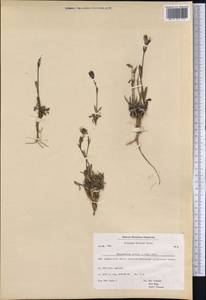 Silene involucrata subsp. involucrata, America (AMER) (Greenland)