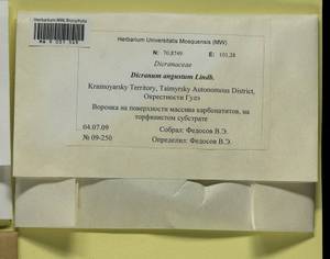 Dicranum angustum Lindb., Bryophytes, Bryophytes - Krasnoyarsk Krai, Tyva & Khakassia (B17) (Russia)