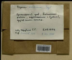 Ptychostomum creberrimum (Taylor) J.R. Spence & H.P. Ramsay, Bryophytes, Bryophytes - Krasnoyarsk Krai, Tyva & Khakassia (B17) (Russia)