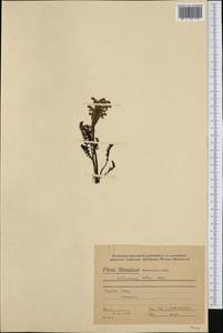 Pedicularis oederi Vahl, Western Europe (EUR) (Slovakia)