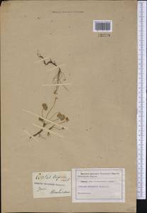 Coptis trifolia (L.) Salisb., America (AMER) (United States)