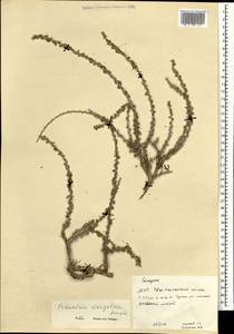 Potaninia mongolica Maxim., Mongolia (MONG) (Mongolia)