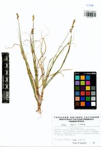 Carex iljinii V.I.Krecz., Siberia, Baikal & Transbaikal region (S4) (Russia)